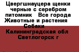 Цвергшнауцера щенки черные с серебром питомник - Все города Животные и растения » Собаки   . Калининградская обл.,Светлогорск г.